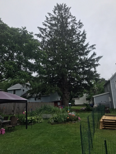 tree 2017